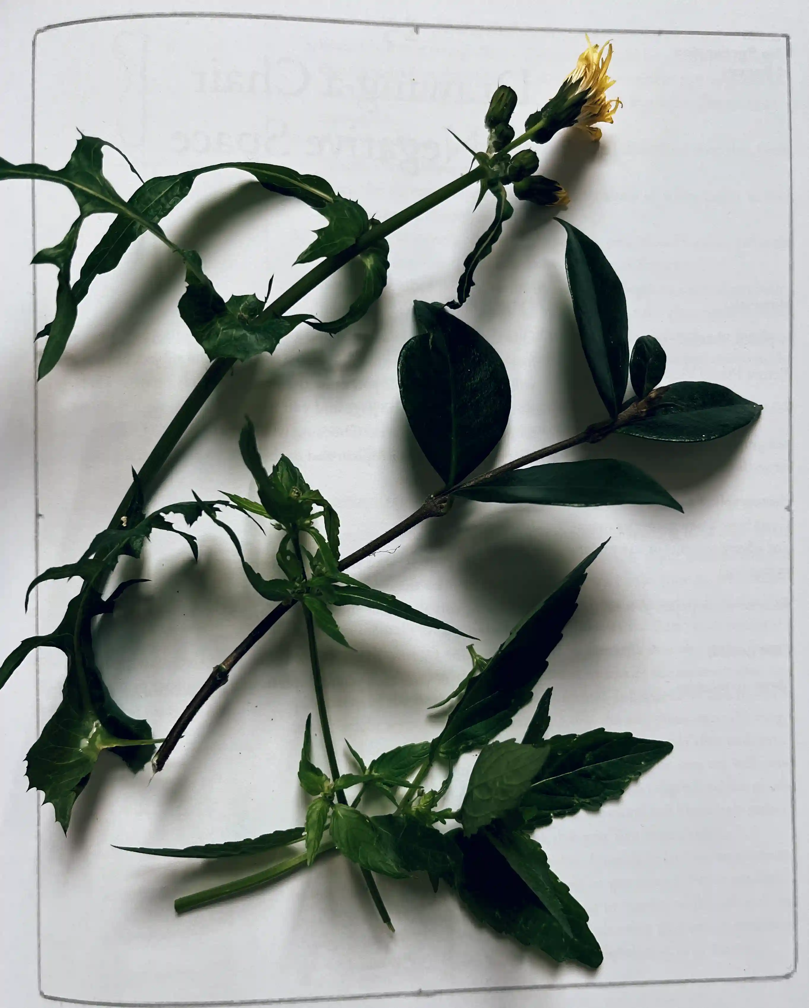 Flower contour study 1