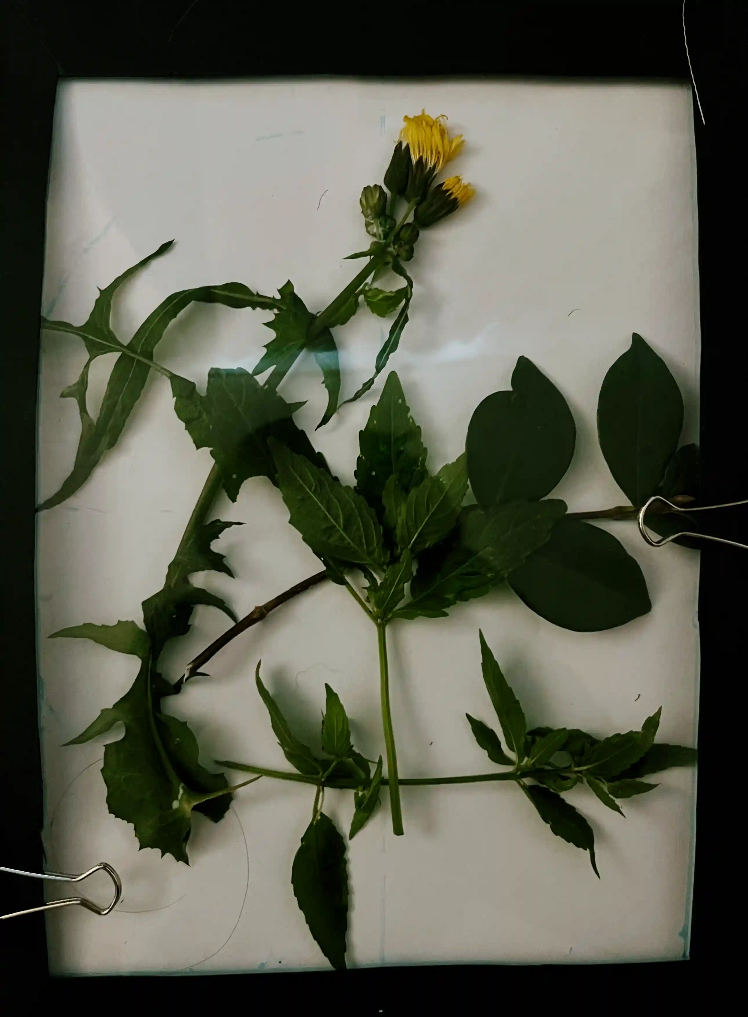 Flower contour study 2